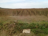 Parcelle de vigne du domaine Florent Garaudet, située sur la commune de Puligny-Montrachet