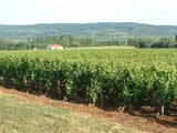 Parcelle de vigne du domaine Florent Garaudet, située sur la commune de Puligny-Montrachet